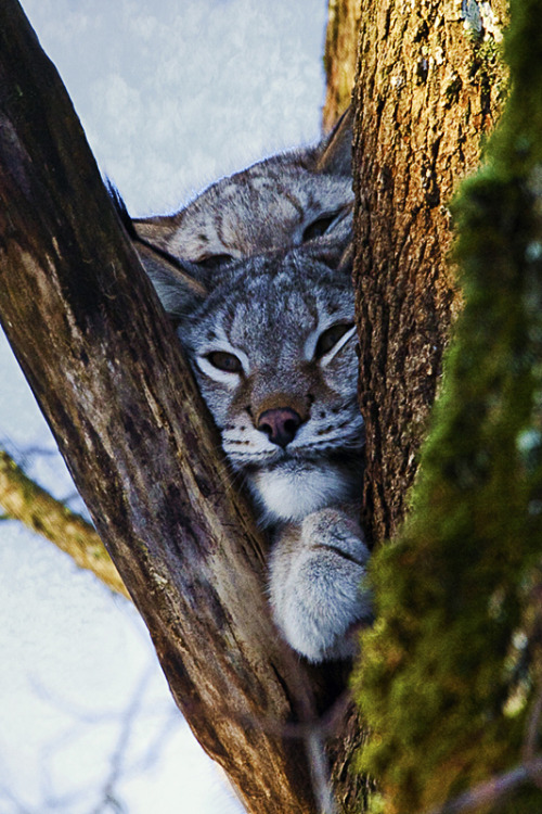 2 lynxes (by Andero Sepp)