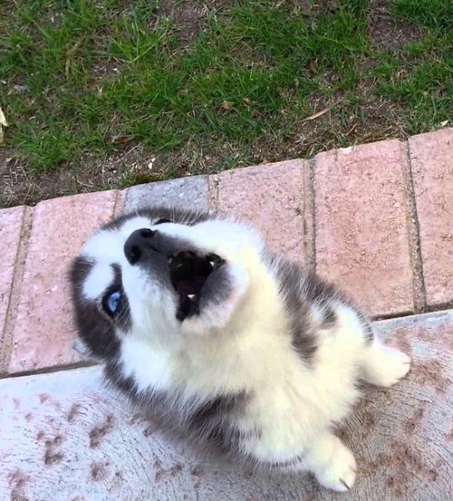 tinierpurplefishes:insta-gramcracker:re-actr:thecutestofthecute:Girls hit your hallelujah Girls