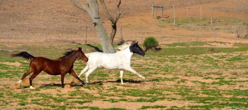 mylittlehony:A synchronised gallop stride, with Abba swapping leads in front halfway through, becaus