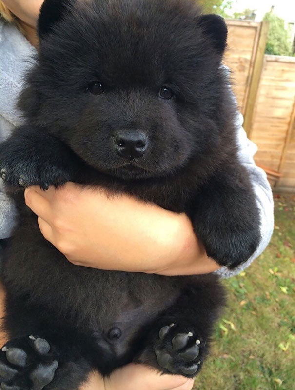beben-eleben:Chubby Puppies That Look Like Teddy Bears