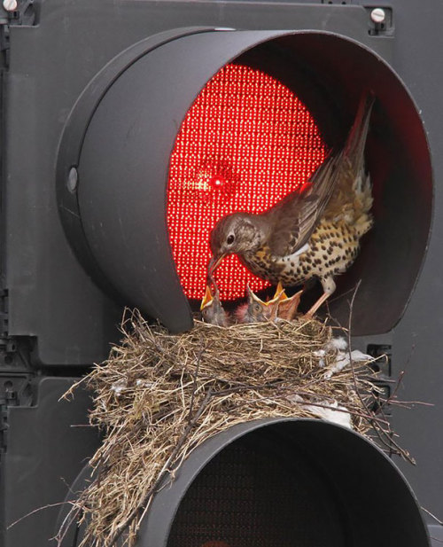 boredpanda:    Unusual Bird Nests Built In The Weirdest Places   