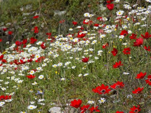e.g.’s photographyNature’s palette.