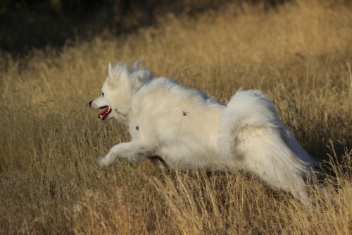 american eskimo dog