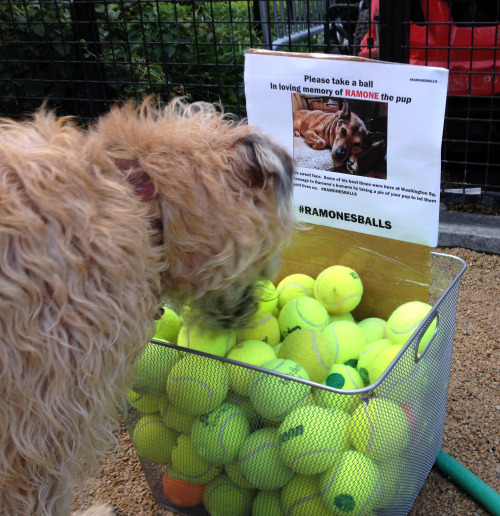 The other day someone left a bin of tennis balls in the Washington Square Park Dog Run in honor of t