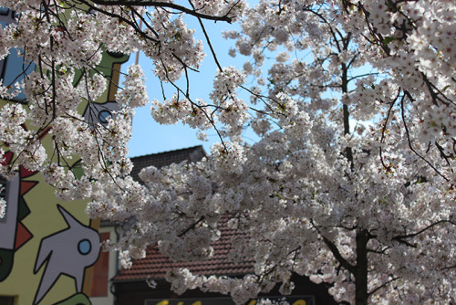 Cherry blossoms by the Rizzi-Haus in Braunschweig.