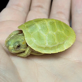 dearlystims: 🐢| ig: aquamike23