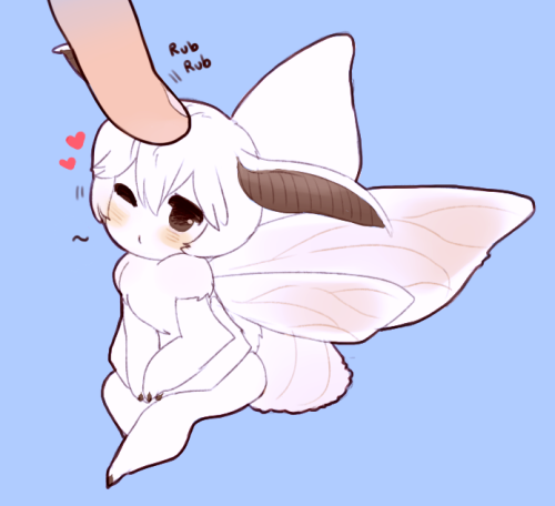 kalepika:  poodle moth boy he likes head rubs 