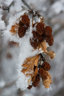 gardenofgod:  Alder Cones and Hoar Frost,