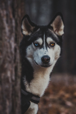 plasmatics-life:  Husky [via/more] By Alex K.