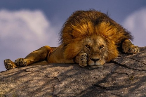 geographicwild - .Photography by © (Tim Bryan). Lion in...