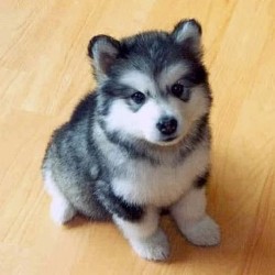 When Lauren comes back in August, we&rsquo;re pom husky shopping. Seriously already in love. 😍