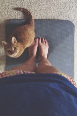 mayur-asana:  Yoga Cat, reporting for duty.