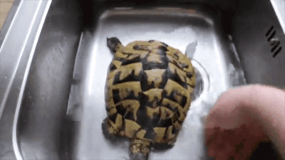 jaidefinichon:Tortoise Unboxing. [video]
