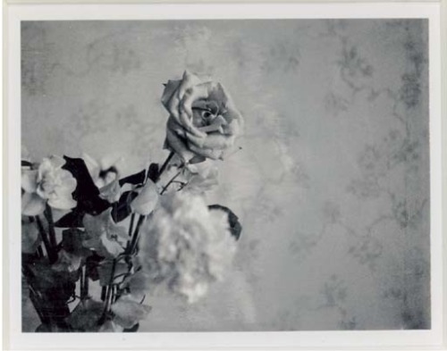 pattismithandrobertmapplethorpe:untitled (rose), Robert Mapplethorpe’s polaroid