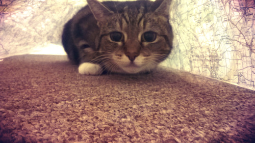 suchcatwow:  She obviously doesn’t like me attempting to read maps alone.