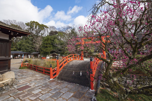 Plum blossom at Shimogamo Shrine by Patrick Vierthaler