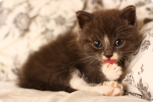 thecutestofthecute: If you are feeling sad today here are some lil floofins to make everything bette