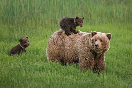 nubbsgalore:  photos by (click pic) d. robert franz, david glatz and ingo arndt (previously featured) of a mother grizzly and her cub in alaska’s lake clark national park (see also: previous bear posts)