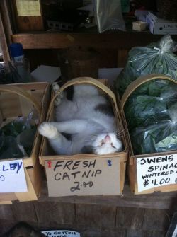 catsbeaversandducks: “We’re open! Spinach, Flowers, Herbs, Eggs and more…” Photo/caption by Owens Truck Farm 