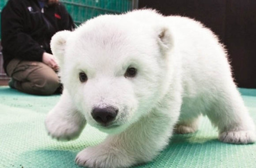 ihopeheboughtyouroses:  brokenunderstars:  No one ever said babies weren’t cute.  Seal, Fawn, Owl, Pigglet, Fox-pup, Sloth, Polar bear cub, Bunny and dolphin. (young babies)  Get the fuck OUT THAT BABY SEAL AAAAHAHANDIAYAnam ugh 