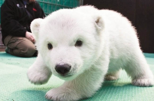 annimeer:  brokenunderstars:  No one ever said babies weren’t cute.  Seal, Fawn, Owl, Pigglet, Fox-pup, Sloth, Polar bear cub, Bunny and dolphin. (young babies)   Babies!