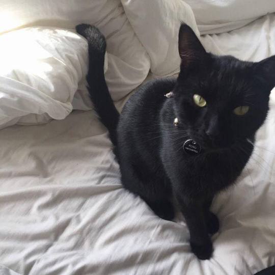 Black cats are beautiful adult photos