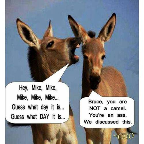 Happy Hump Day!!! There’s always a dumb ass somewhere! #humpday #wednesday #camel #donkey #ass #dumbass