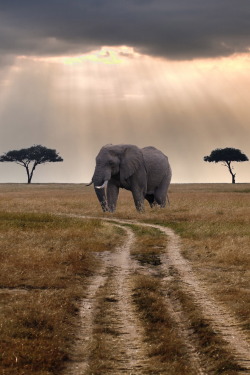 r2&ndash;d2: Road through Mara 