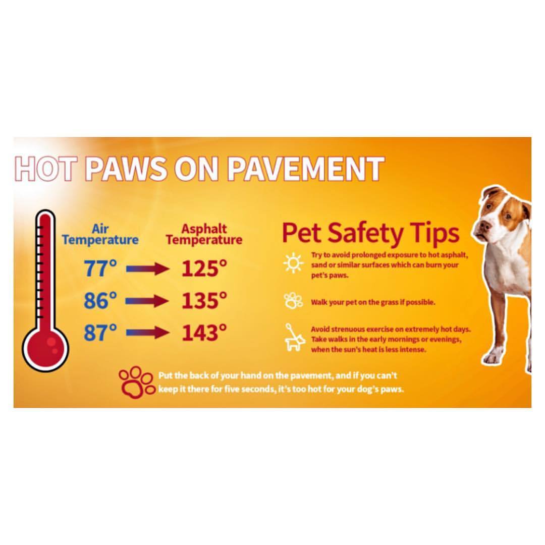 Keep your pets and their paws safe in the heat! #MemoMonday #MiamiDogBoarding #MiamiDogDaycare #BarksClubMiami