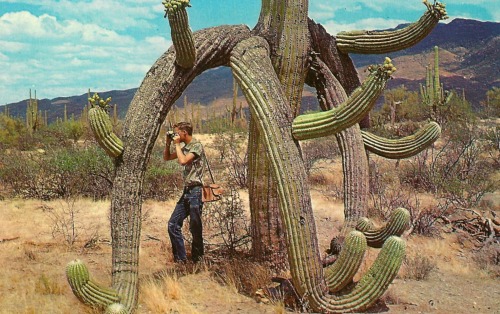 Strangely curved saguaro cactus (Carnegiea gigantea). Vintage postcard.