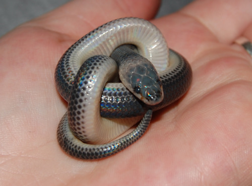 redlipstickresurrected: Tula Montage (Scotland) - Sunbeam Snake aka Xenopeltis Unicolor, Family: Xen