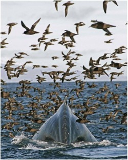 The mountains are moving (a Humpback Whale