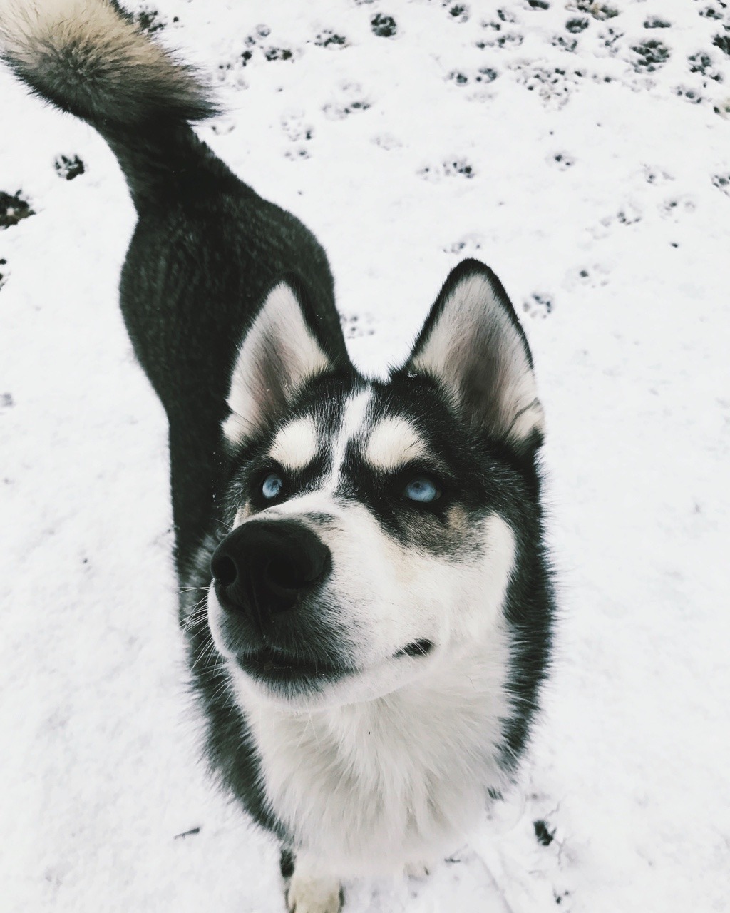twenty-one-sunflowers:  Look at this happy snow bean