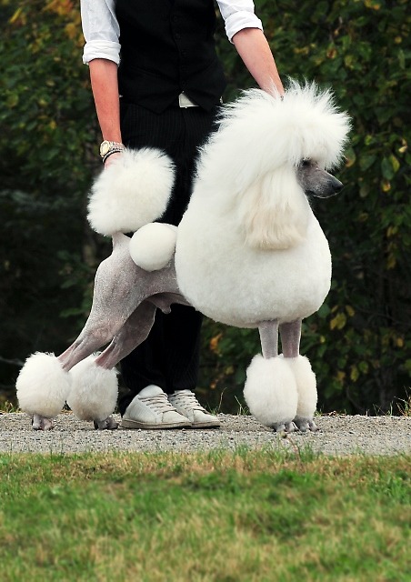 poodls: Poodle Showcuts:Scandinavian Second Puppy, German/Toilette Moderne, Continental, English Sad