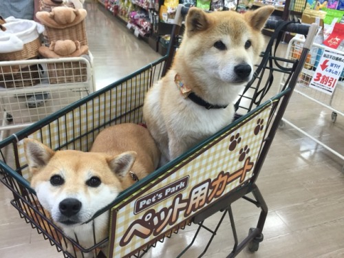 onepartpartyonepartmachine: grocery shopping: complete