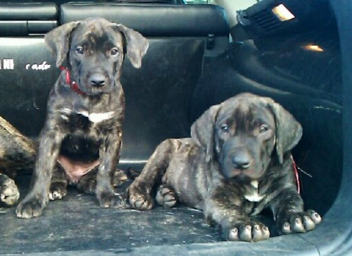 Impresa’s puppies at 9 weeks / 20+ lbs Impresa Kennels Presa Canario Breeders Miami, FL (786) 