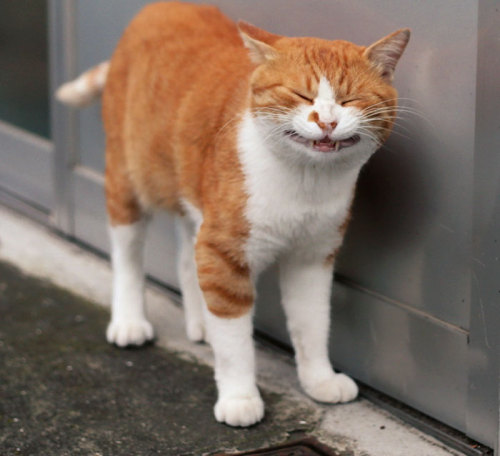 hannah-the-lion: awesome-picz:   Japanese Photographer Documents The Many Faces of Tokyo’s Stray Cats.  @ab-major-nerd i think you’ll appreciate this  