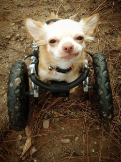 end0skeletal:  In case you’re having a bad day, meet Roo, the two-legged chihuahua, and Penny, the fluffy chicken, who just happen to be best friends. Both were rescued by Duluth Animal Hospital and now spend their days together. 