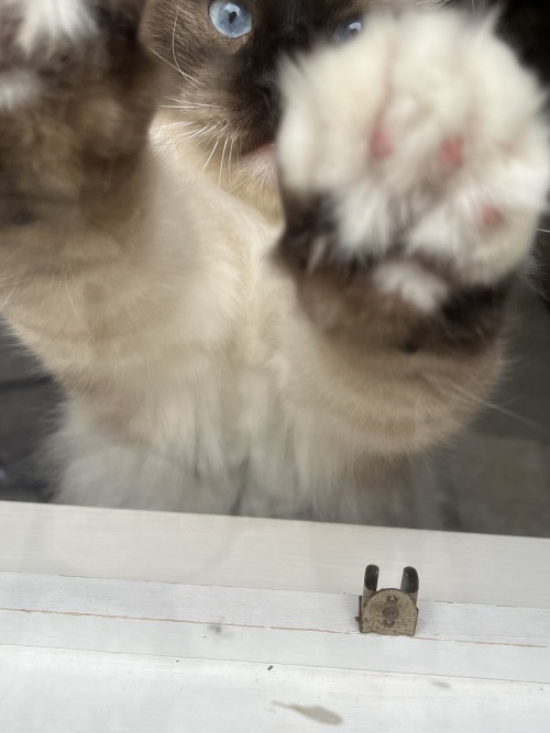 Daily Dose Of Cat Pics