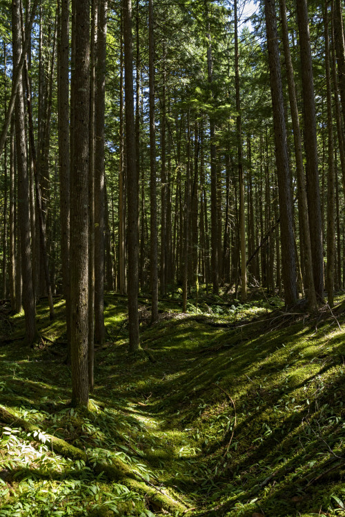 Kleanza Creek Provincial Park forest. Haley Crozier