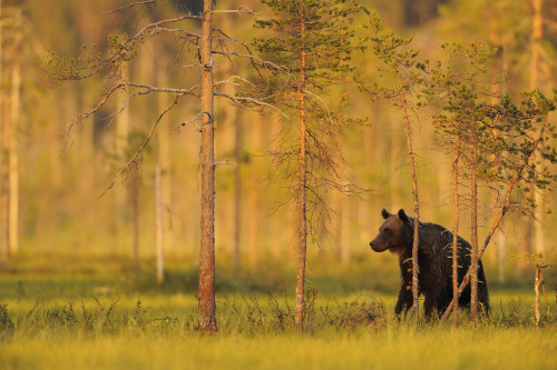 Eurasian brown bear (Ursus arctos a.) in Kuhmo, Finland Staffan Widstrand