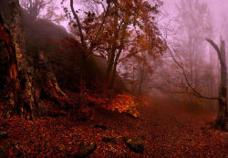 lori-rocks:  Autumn mist….by Владимир Метцгер 