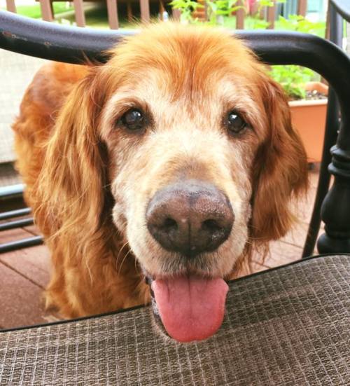 awwww-cute:  My 18 year old golden loves you (Source: http://ift.tt/1DsQ3ga)