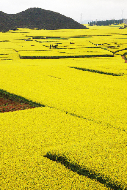odditiesoflife:Rapeseed Flower Fields, ChinaThe stunning yellow landscape features field after field of rapeseed flowers, otherwise known as canola flowers. Rapeseed is grown for the production of animal feed, vegetable oil and biodiesel. These fields