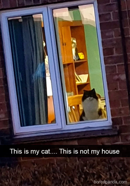 bookwormwinnetou: awesome-picz: Hilarious Cat Snapchats That Will Leave You With The Biggest Smile (