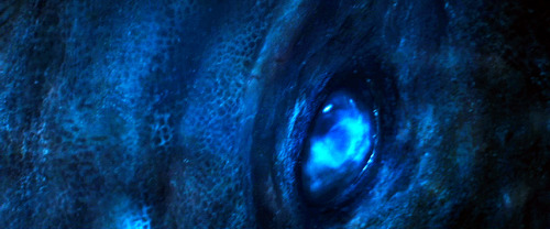 little-godzilla:Eye of the Titan | Godzilla: King of the Monsters 