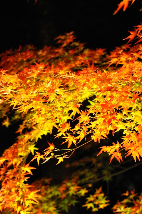 Kiyomizudera temple, Kyoto, Japan