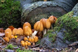 stephenearp:Coprinellus micaceus