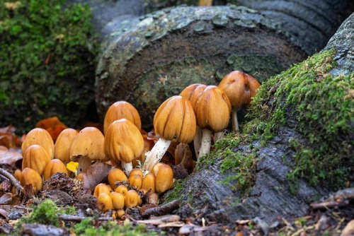 Sex stephenearp:Coprinellus micaceus pictures