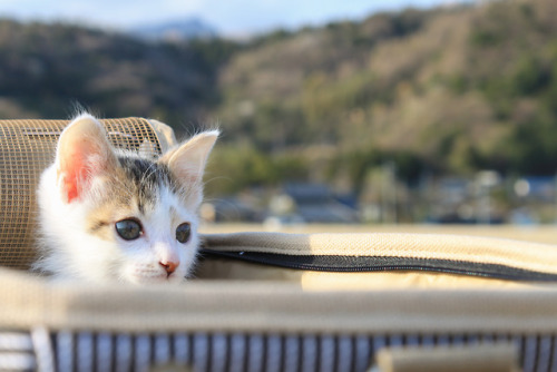 sakuramoegi:子猫ぽんず懐かしいな〜